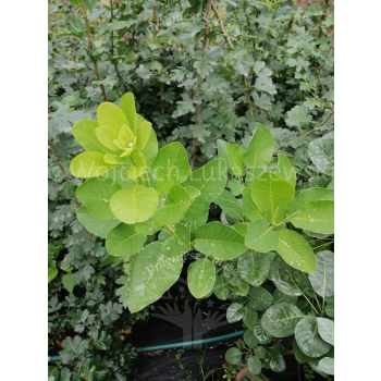 Perukowiec podolski Kanari-Cotinus coggygria