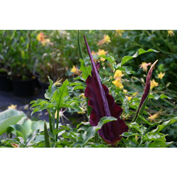 Drakunkulus zwyczajny - Dracunculus vulgaris