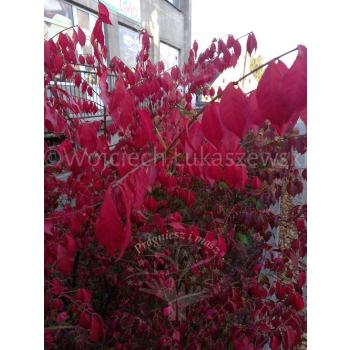 Trzmielina oskrzydlona Fireball-Euonymus alatus