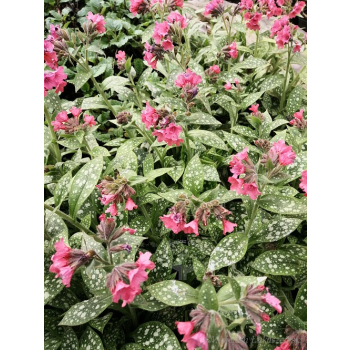 Miodunka-Pulmonaria Shrimps on the Barbie