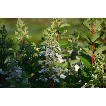 Hortensja bukietowa Pee Wee - Hydrangea paniculata