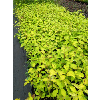 Dereń rozłogowy Sunshine-Cornus sericea