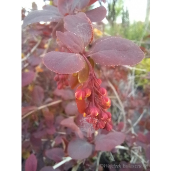 Berberys Thunberga Atropurpurea-Berberis thunbergii