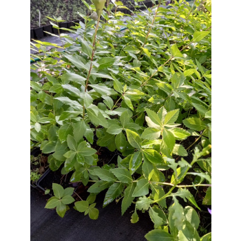Platykodon niebieski - Platycodon grandiflorus