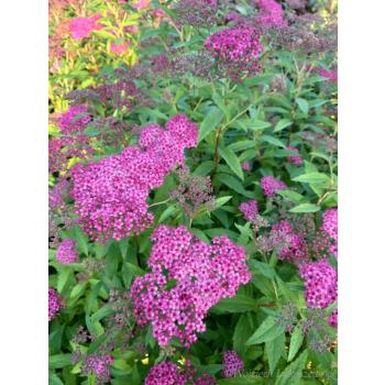 Tawuła japońska Neon Flash-Spiraea japonica