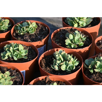 Rozchodnik okazały Meteor - Sedum spectabile