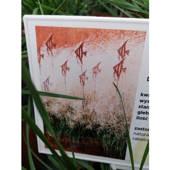 Śmiałek darniowy Goldtau - Deschampsia cespitosa
