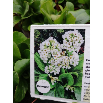 Bergenia sercolistna Snowtime - Bergenia cordifolia