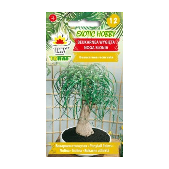 Beukarnea wygięta Noga Słonia