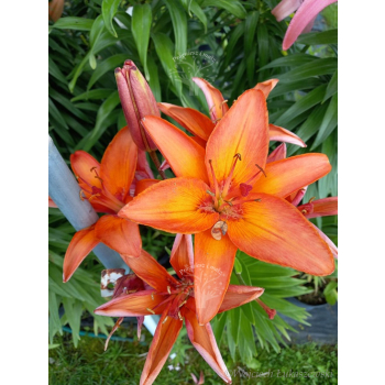 Lilia azjatycka Orange Pixie-Lilium asiatic