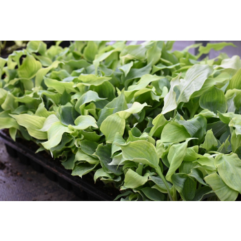 Funkia Diamond Lake - Hosta sieboldiana