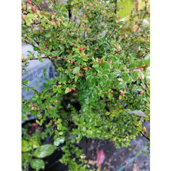 Irga dielsa-Cotoneaster dielsianus