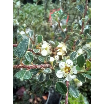 Irga himalajska-Cotoneaster glacialis