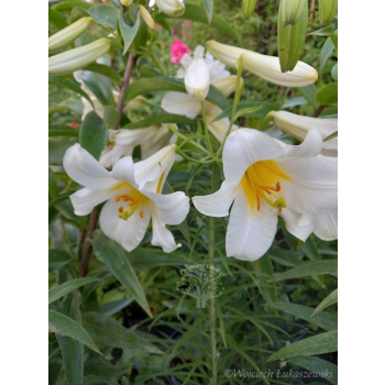 Lilia drzewiasta Forever-Lilium oriental