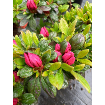 Azalia japońska - Azalea japonica