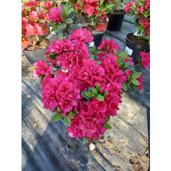 Azalia japońska - Azalea japonica