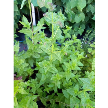 Mięta pieprzowa-Mentha x piperita