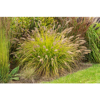 Rozplenica japońska Hameln Gold - Pennisetum alopecuroides