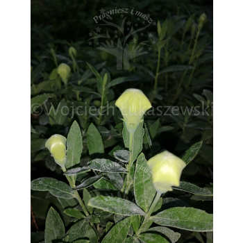 Platykodon biały-Platycodon grandiflorus