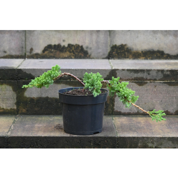 Jałowiec rozesłany Nana - Juniperus procumbens 0023