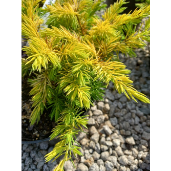 Jałowiec nadbrzeżny Allgold-Juniperus conferta