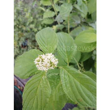 Dereń rozłogowy Flaviramea-Cornus sericea