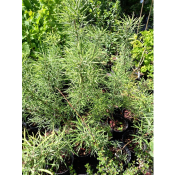 Wierzba mała-Salix exigua