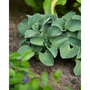 Funkia Blue Mouse Ears - Hosta hybrid