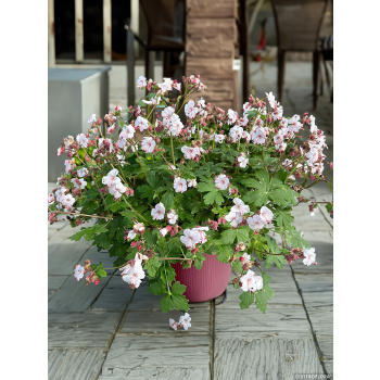 Bodziszek korzeniasty Geranimo White - Geranium macrorrhizum