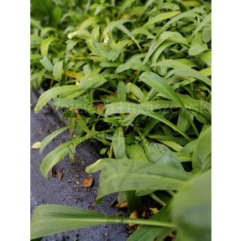 Dzielżan Hoopesa-Helenium Hoopesa