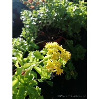 Rozchodnik kamczacki -Sedum  kamtschaticum var. ellacombianum