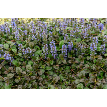 Dąbrówka rozesłana Mahogany - Ajuga reptans