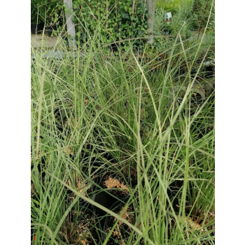 Przyostnia Lindheimera - Muhlenbergia Lindheimeri
