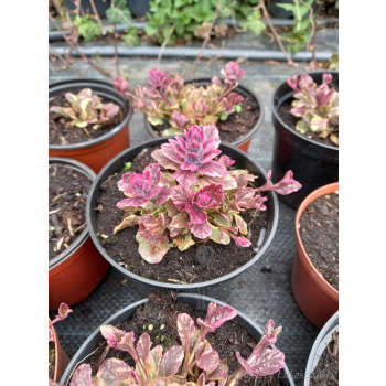 Dąbrówka rozłogowa różowo-purpurowa - Ajuga reptans