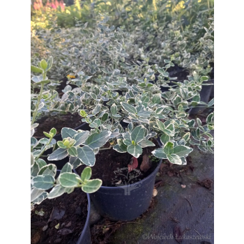 Trzmielina Emerald Gaiety-Euonymus fortunei