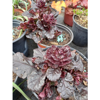 Dąbrówka rozłogowa bordowa-Ajuga reptans