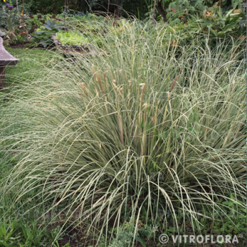 Trawa pampasowa - Cortaderia selloana