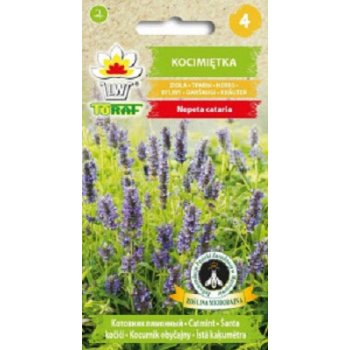 Kocimiętka