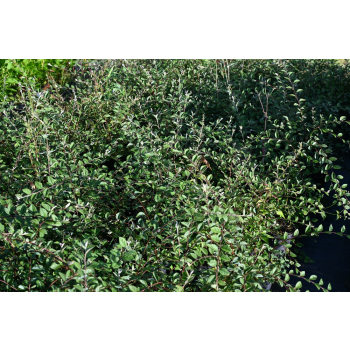 Irga Simonsa - Cotoneaster simonsii