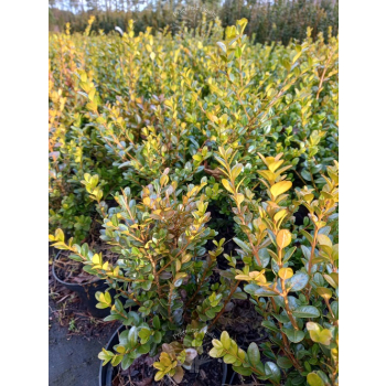 Bukszpan drobnolistny Faulkner-Buxus microphylla