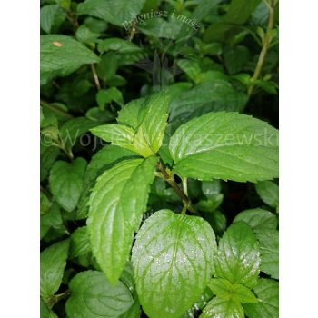 Mięta żabia-Mentha aquatica