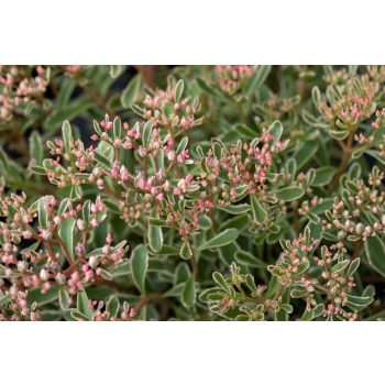 Rozchodnik Tricolor - Sedum spurium