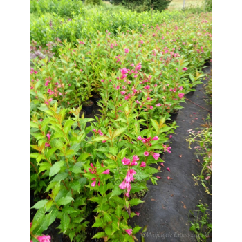 Krzewuszka Big Love-Weigela