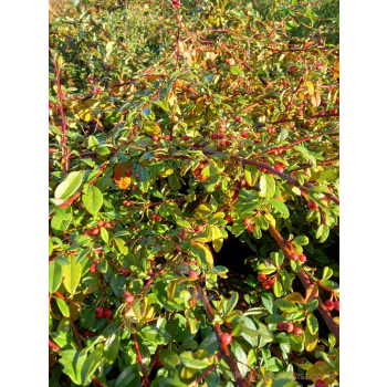 Irga Dammera Cardinal-Cotoneaster dammeri