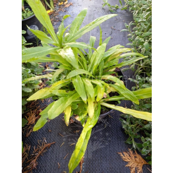 Dzielżan jesienny-Helenium autumnale