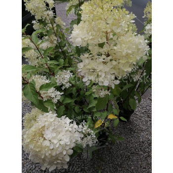 Hortensja bukietowa Mega Pearl-Hydrangea paniculata