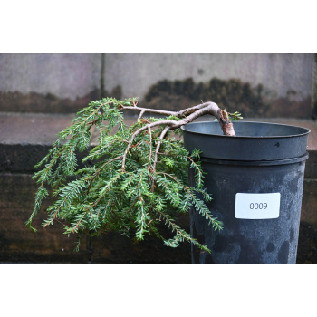 Choina kanadyjska Cole's Prostrate -Tsuga canadensis 0009