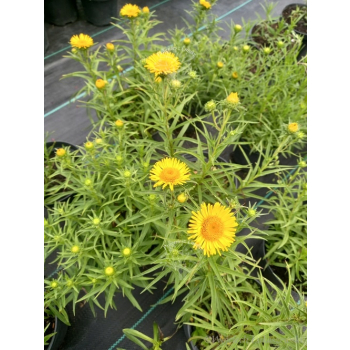 Oman wąskolistny-Inula ensifolia Compacta