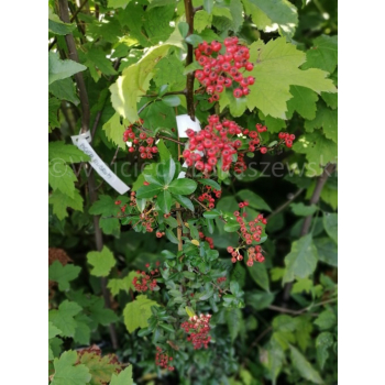 Ognik Orange Glow-Pyracantha