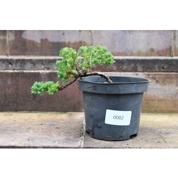 Jałowiec rozesłany Nana - Juniperus procumbens 0018